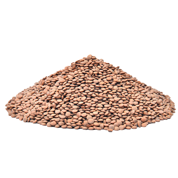 Daal Masoor Saboot 500g – Dailygrocery
